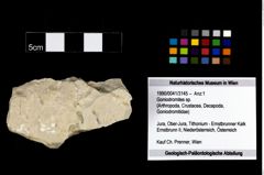 Foto (Objekt + Etikett) von Goniodromites sp.  (NHMW-GEO-1990-0041-3145)